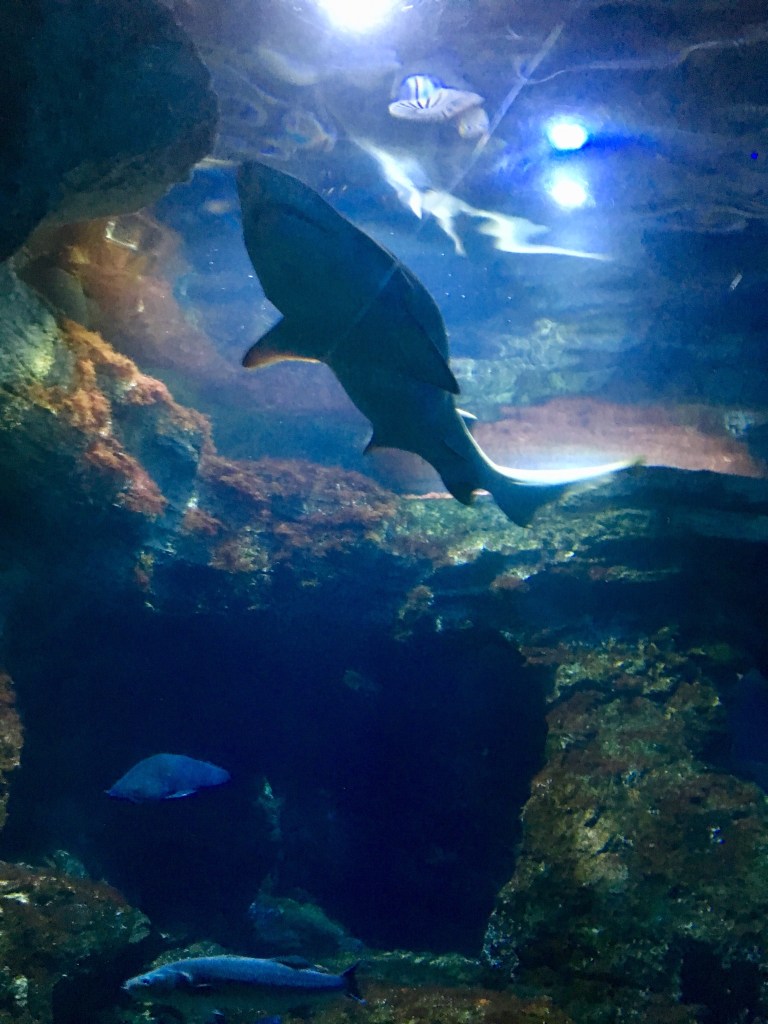 BB2A726A-9B1C-4F62-B9A3-01DEB9F7B082